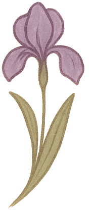 Fiore iris decorazione
